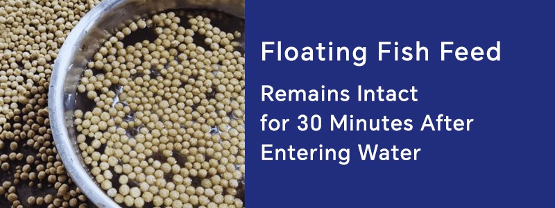 Floating-Fish-Feed-Immersion-Test Floating-Fish-Feed-Immersion-Test